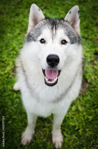 husky