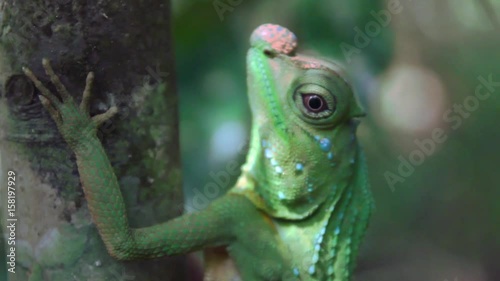 Chameleon of Sri Lanka photo