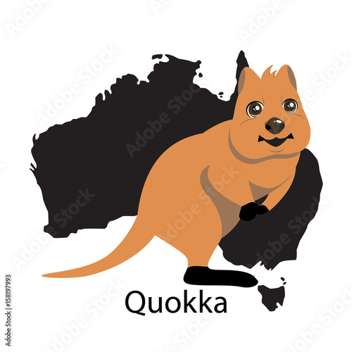 Quokka animall of Australia. photo