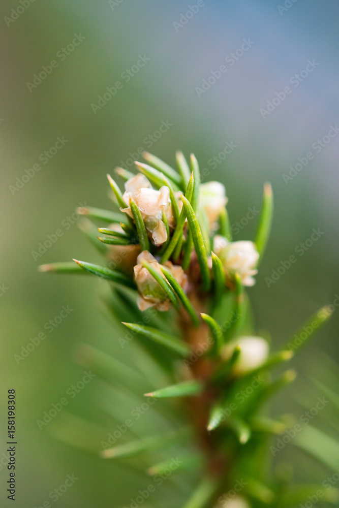 Flower conifer spruce on a light background, selective focus, spring landscape, macro. Blank cards, print, abstract background Flower conifer spruce on a light background, selective focus, spring landscape, macro. Blank cards, print, abstract background