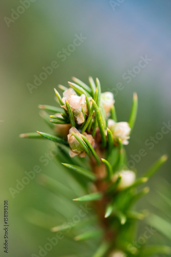 Flower conifer spruce on a light background, selective focus, spring landscape, macro. Blank cards, print, abstract background