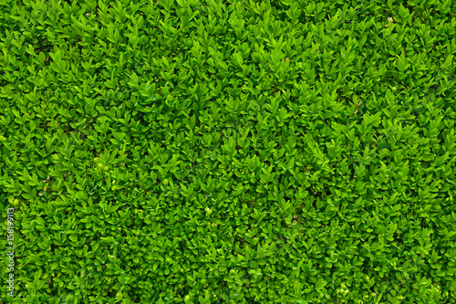 Green leaves as a hedge