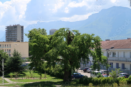 Arbre vers l'hôpital nord de grenoble