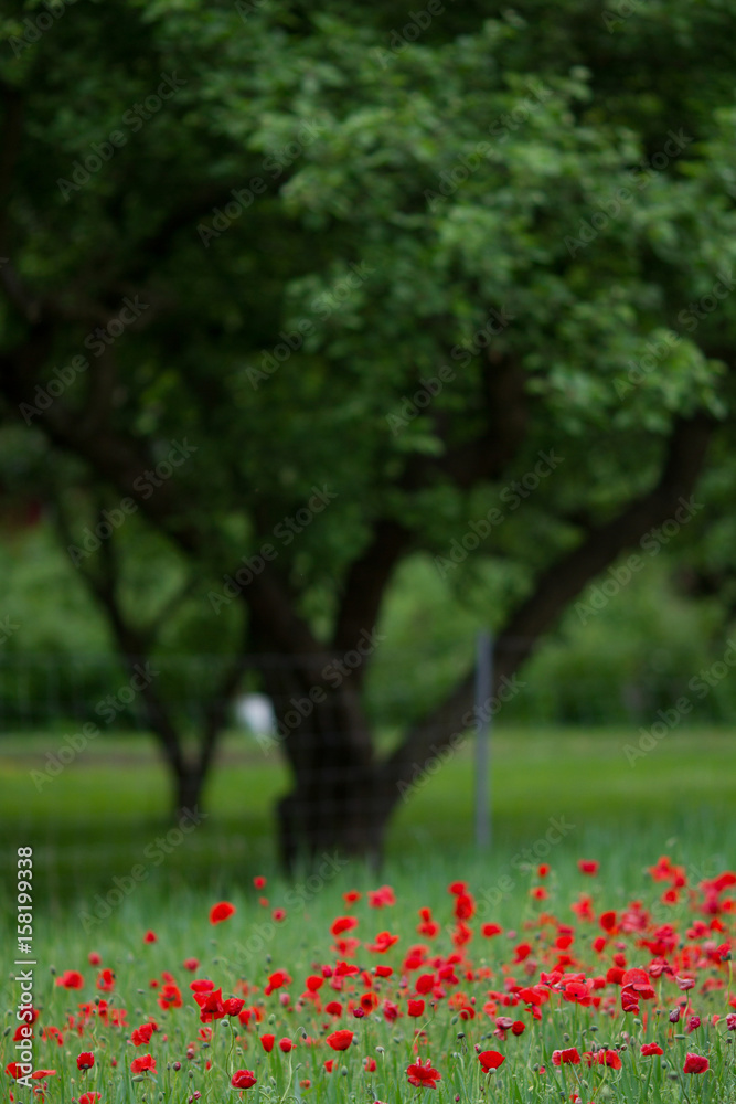 Many poppies in a field a cloudy sommer day