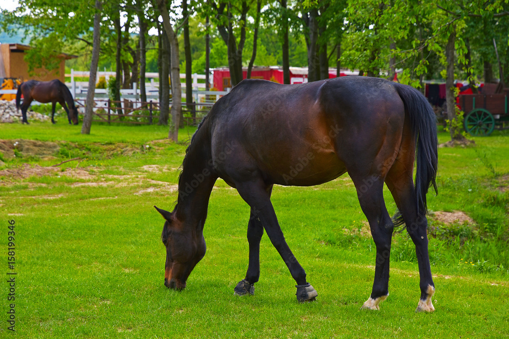 A beautiful racehorse is grazing on a green meadow A beautiful racehorse is grazing on a green meadow