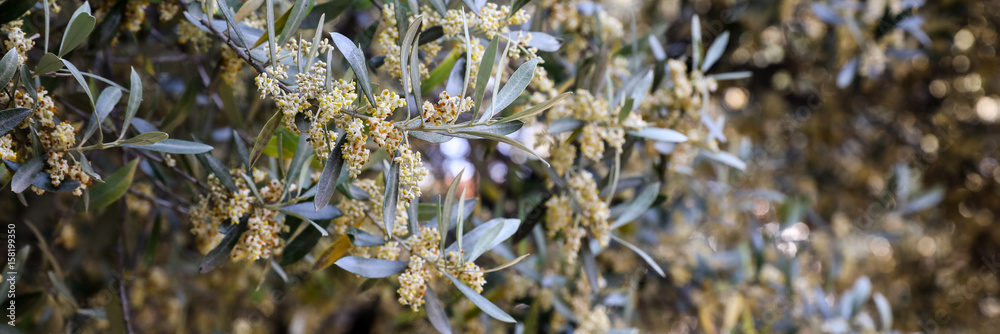 Flowering branches of olive tree. Flowering branches of olive tree.