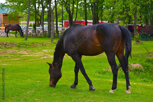 A beautiful racehorse is grazing on a green meadow