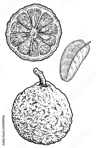 Bergamot illustration, drawing, engraving, ink, line art, vector