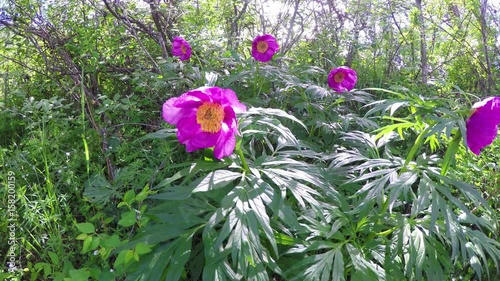 Paeonia anomala at taiga forest close-up. In the wild nature of the Altai Mountains.
 photo
