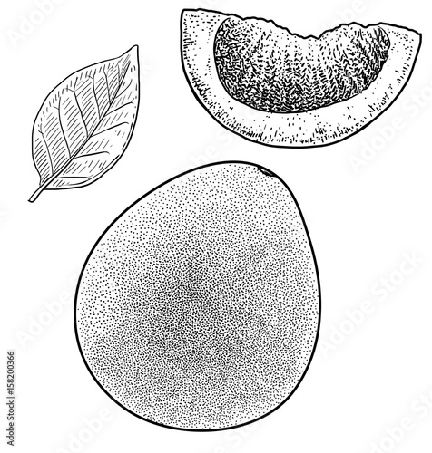 Pomelo illustration, drawing, engraving, ink, line art, vector