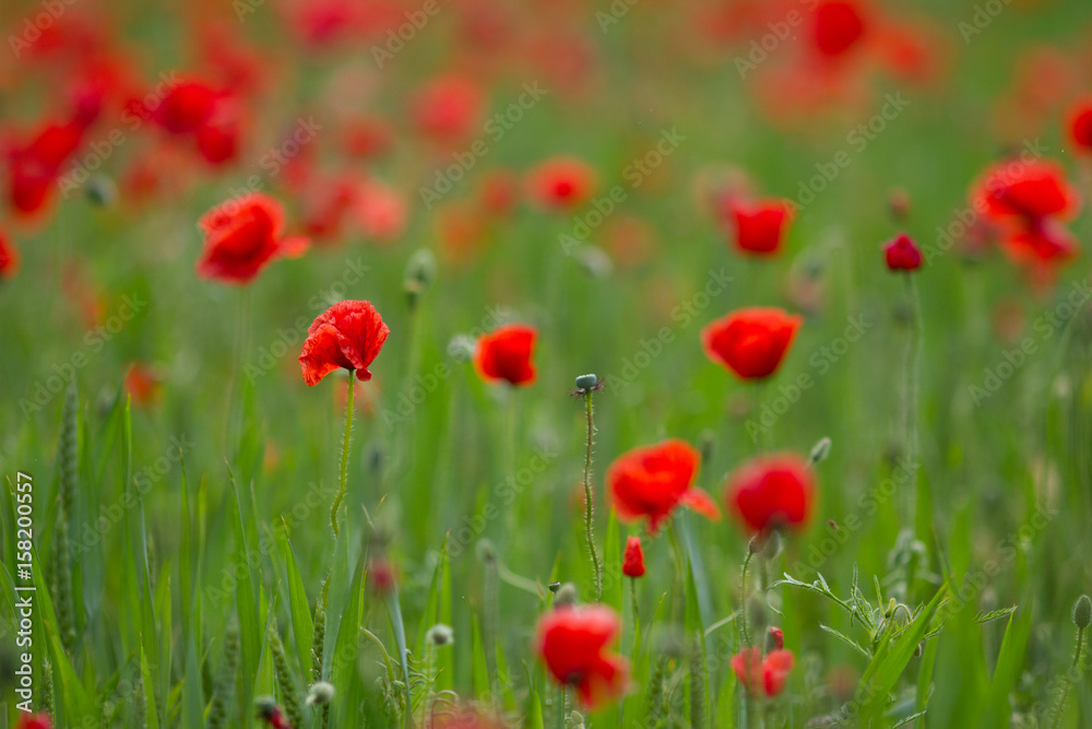 Many poppies in a field a cloudy sommer day