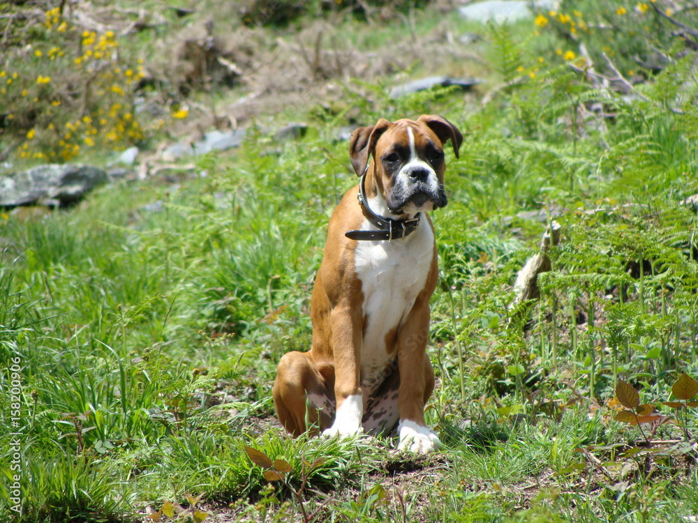 Young german Boxer Dog Puppy sitting in greenfield outside