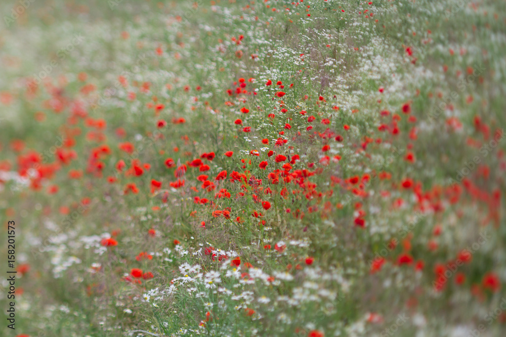 Many poppies in a field a cloudy sommer day