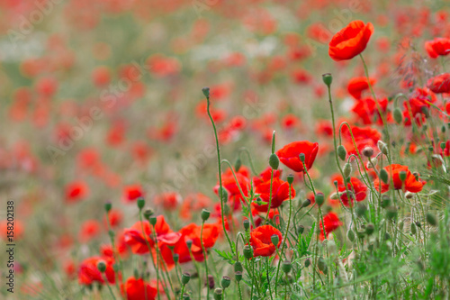 Many poppies in a field a cloudy sommer day
