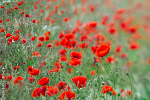 Many poppies in a field a cloudy sommer day © jeancliclac