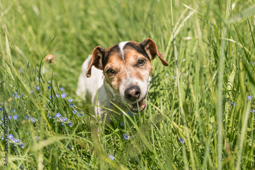 kleiner Hund sitzt in der Weise und kaut genüsslich Gras - Jack Russell Terrier 10 Jahre alt photo