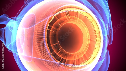 3d illustration human body eye anatomy