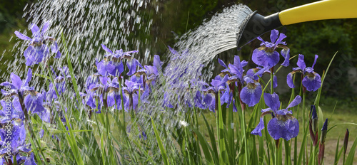Fototapeta Naklejka Na Ścianę i Meble -  watering iris flowers