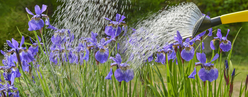 watering iris flowers