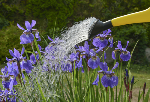 Fototapeta Naklejka Na Ścianę i Meble -  watering flowers