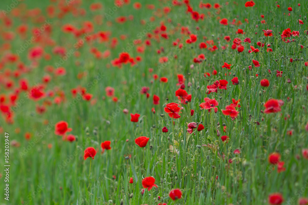 Many poppies in a field a cloudy sommer day