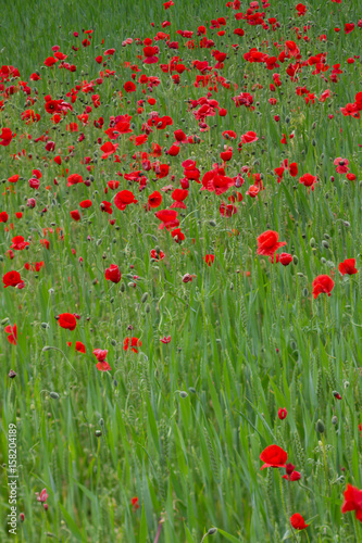 Many poppies in a field a cloudy sommer day