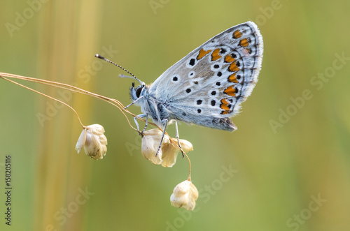 Lycaenidae butterfly sitting on grass