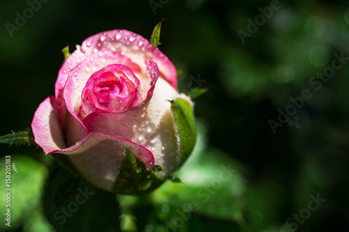 Closeup of white and pink rosebud covered with dew drops - place for text