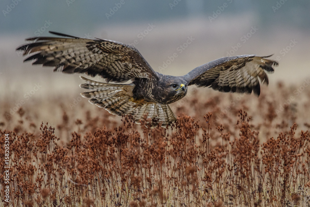 Obraz premium Birds of prey - flying Common Buzzard (Buteo buteo). Autumn ton the meadow. Hunting time, searching something to eat.