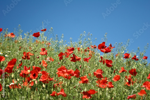 Many poppies in a field a cloudy sommer day © jeancliclac