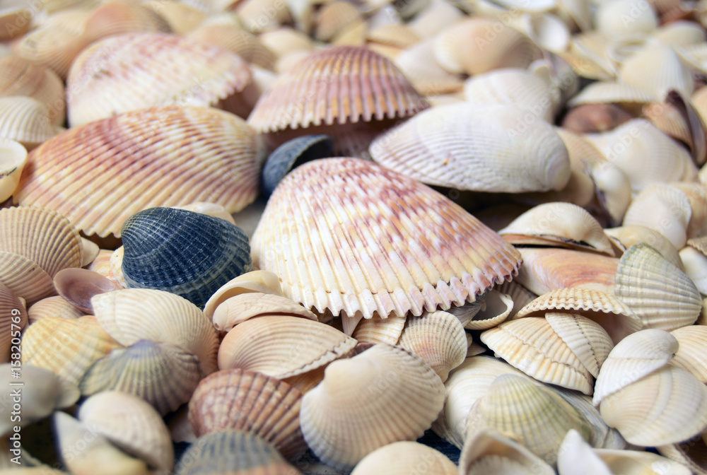 Sea cockleshells are formed of limestone. They are located on the beach.. Sea cockleshells are formed of limestone. They are located on the beach..