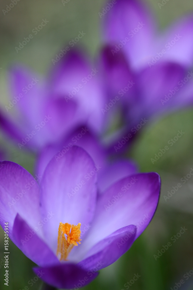Close up of violet crocus flowers in a field Close up of violet crocus flowers in a field