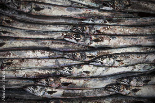 Fresh fish organized in rows on ice at a market