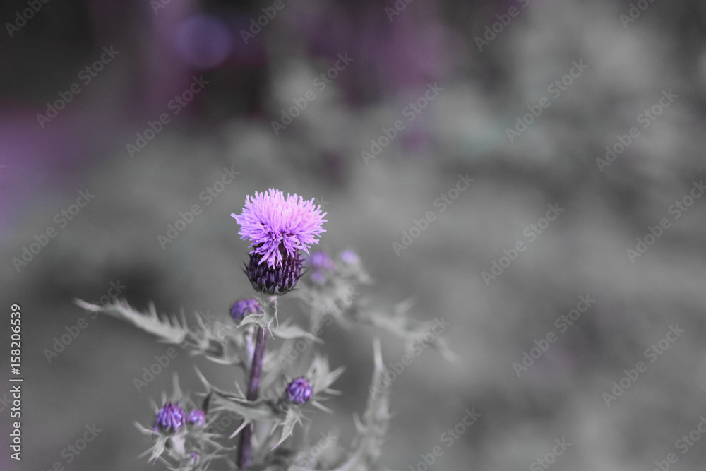Lila Blume