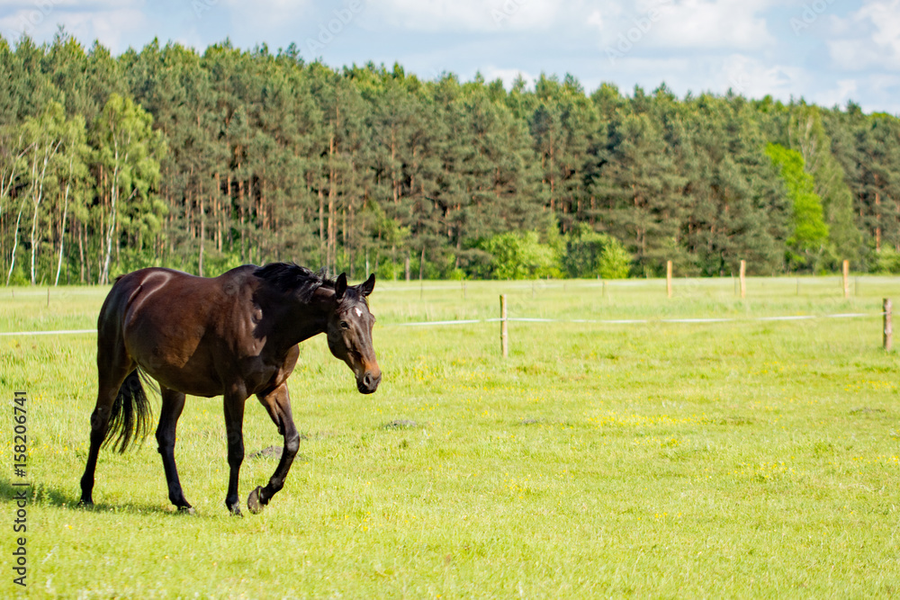 Beautiful dark bay horse walking on a meadow