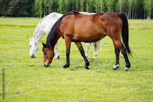 Two beautiful horses grazing on a meadow