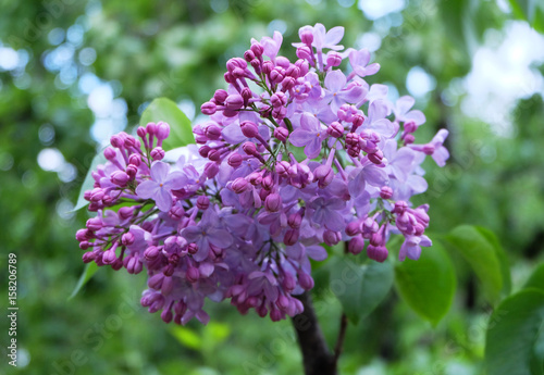 Flowering branches of lilac in the spring.