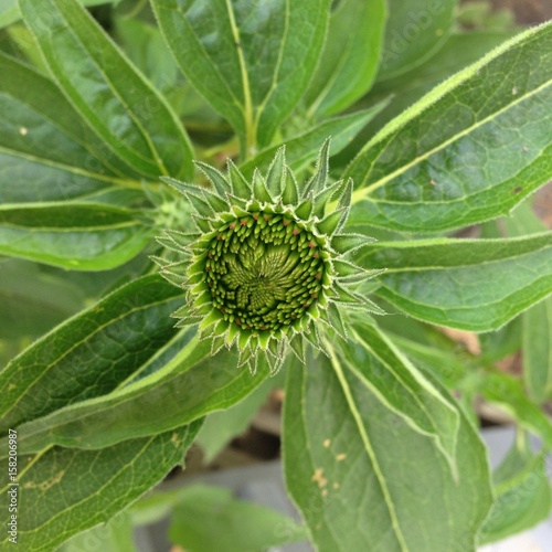 Cone Flower Bud