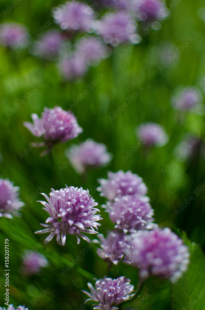 Allium Schoenoprasum onion with purple flower is a decorative Allium Schoenoprasum onion with purple flower is a decorative