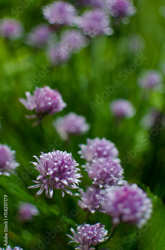 Allium Schoenoprasum onion with purple flower is a decorative