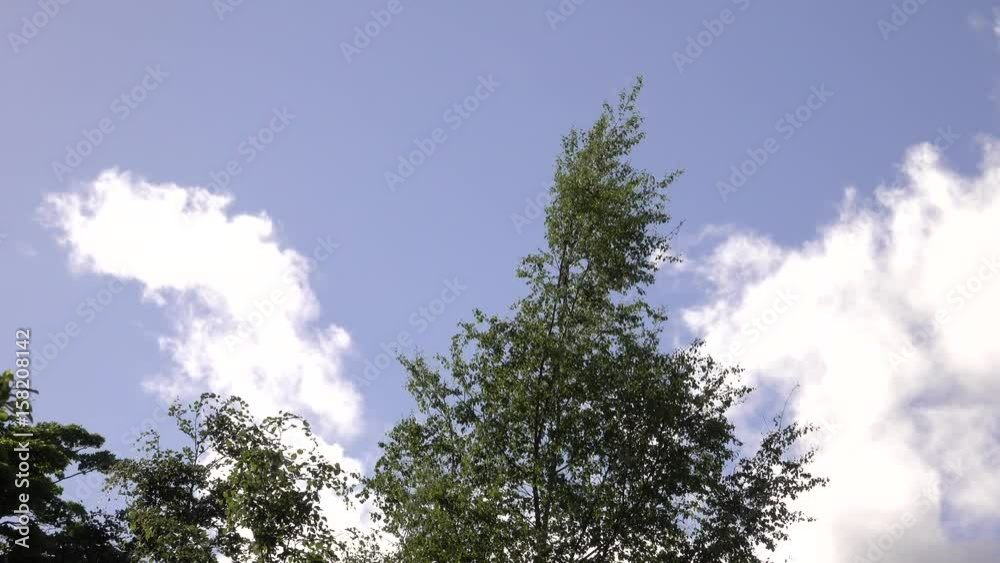 Tree tops blowing in the wind with backdrop of blue sky and clouds. Tree tops blowing in the wind with backdrop of blue sky and clouds.