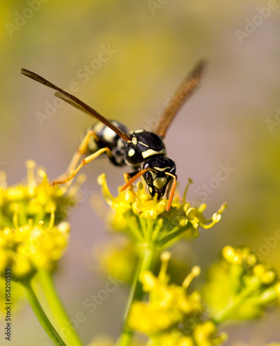 Wasp on yellow flower in nature © schankz