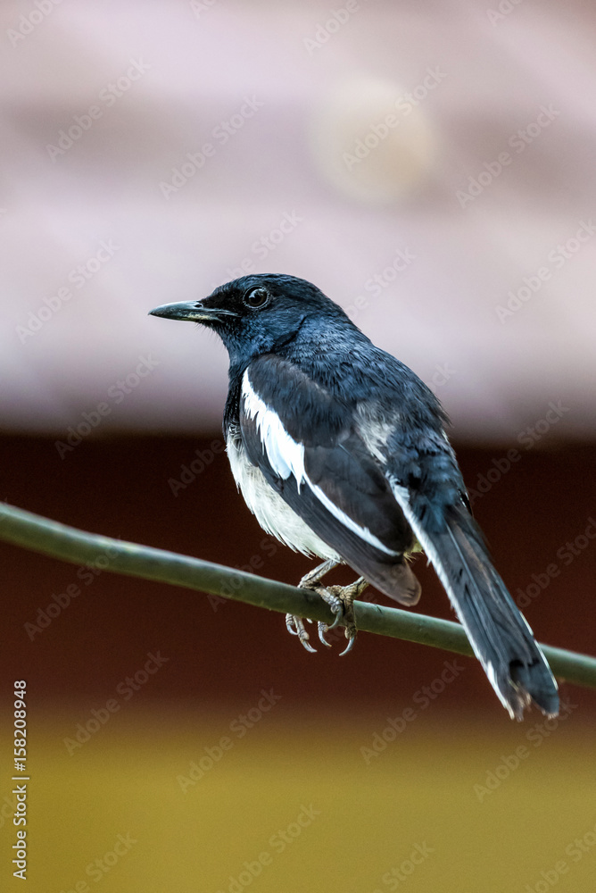 Fototapeta premium Oriental magpie-robin, bird perching on a branch, blurred background.