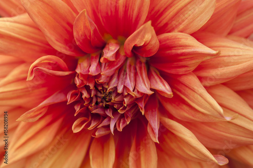 Macro of orange dahlia.