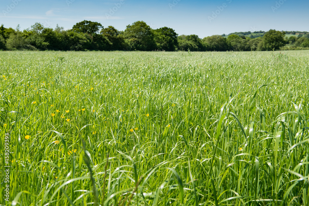 Obraz premium Field of long grass in English Countryside