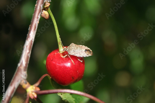 Cimice marrone mangia ciliegia rossa su ramo photo