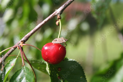 Cimice marrone mangia ciliegia rossa su ramo