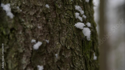 Wallpaper Mural Tree bark in winter  Torontodigital.ca
