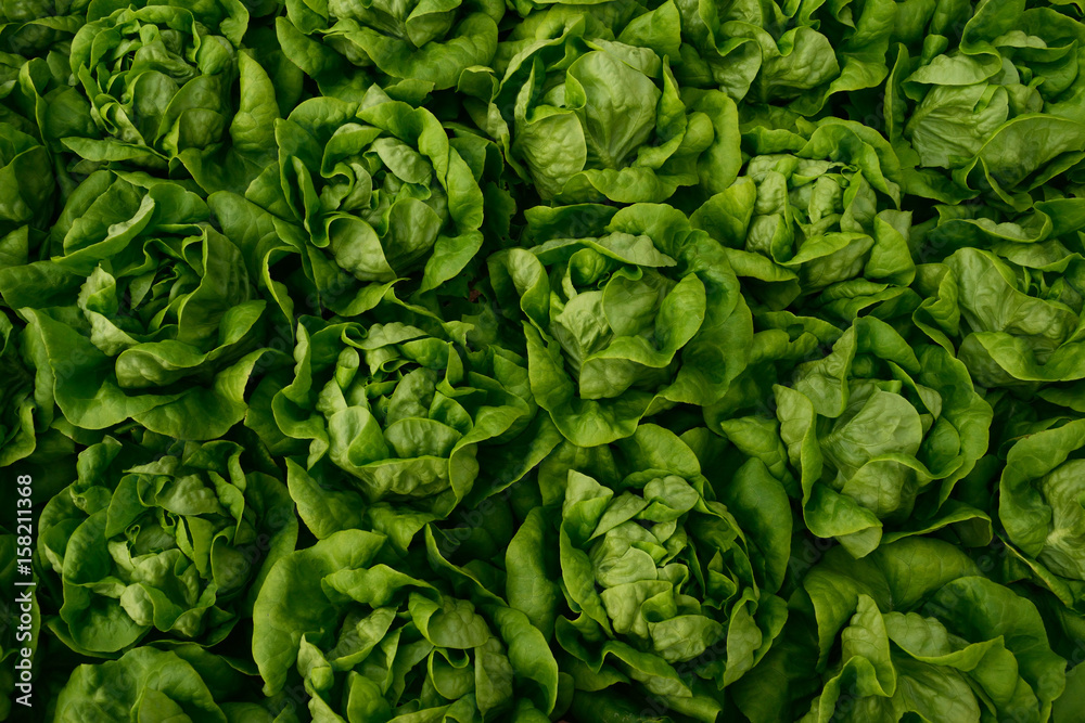 Lettuce farming Lettuce farming