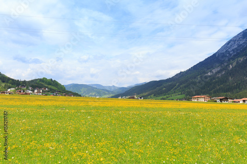 gelbe Wiese in Achenkirch